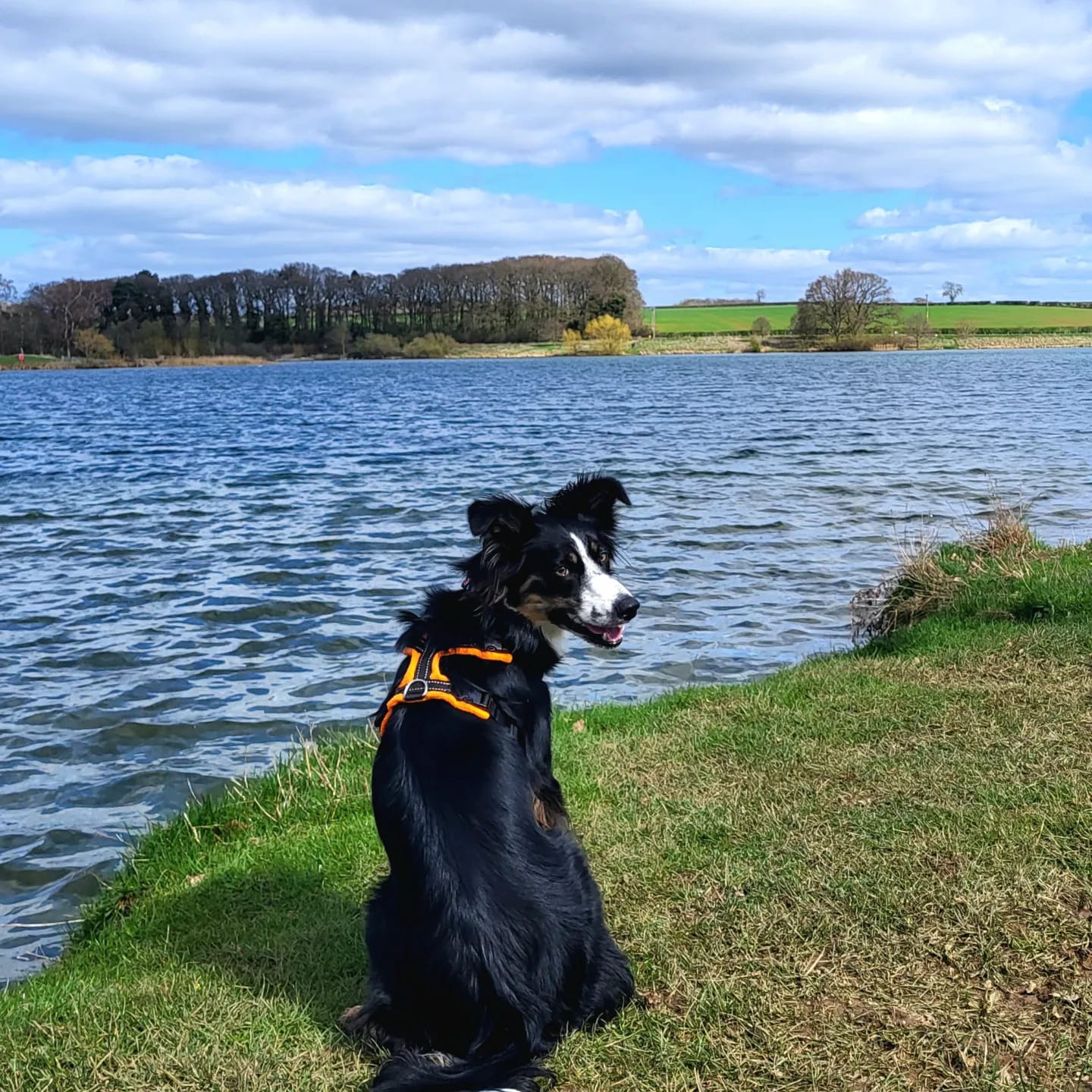 Dog Friendly Days Out 