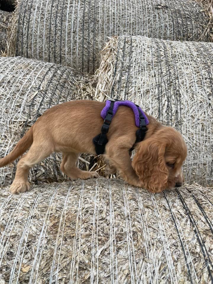PerfectFit Puppy Harness