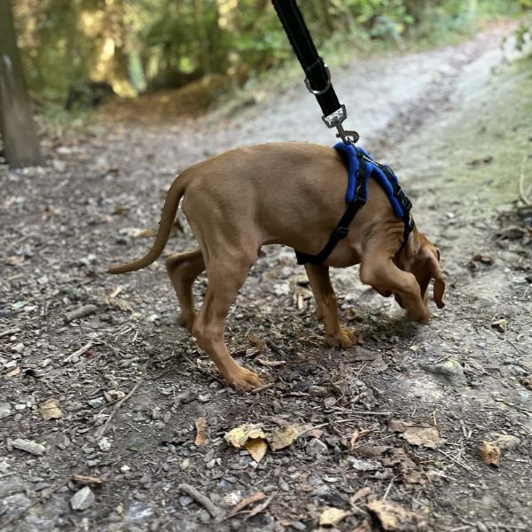 dog training on lead