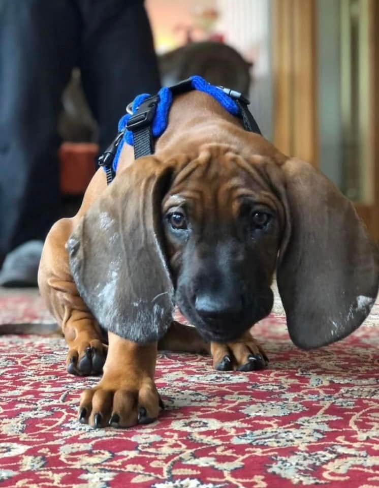 Puppy Toilet Training