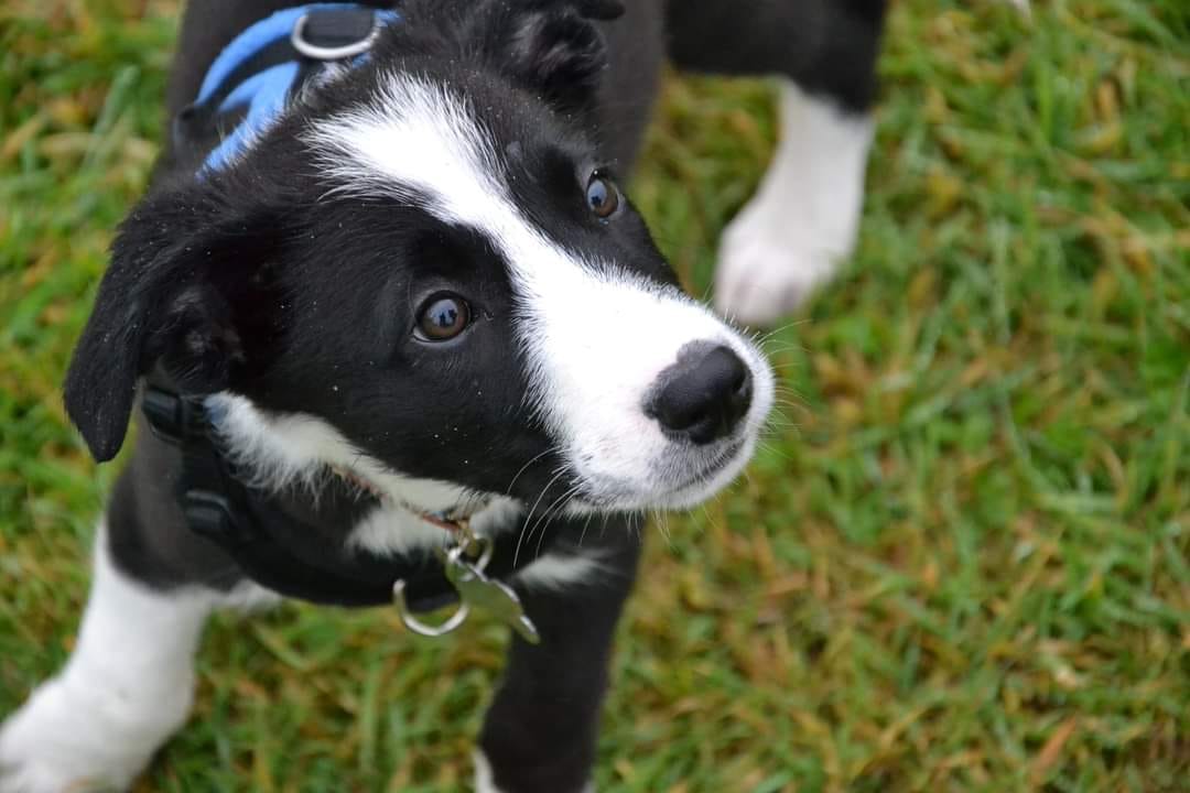 Puppy Toilet Training