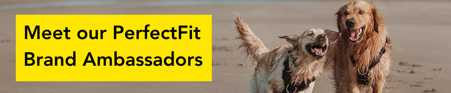 Meet our PerfectFit Brand Ambassadors