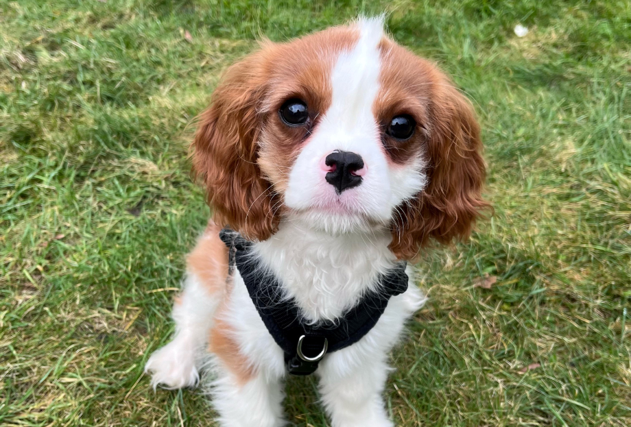 Puppy Harness PerfectFit
