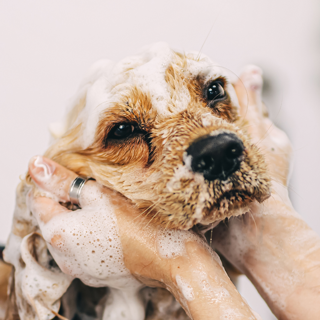 Pet Grooming Bath Time