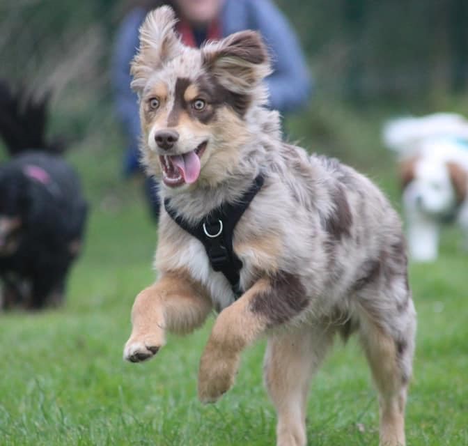 Puppy Exploration Dog Harness