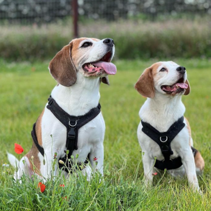 Beagle harness by PerfectFit