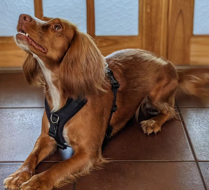 cocker spaniel harness by perfectfit