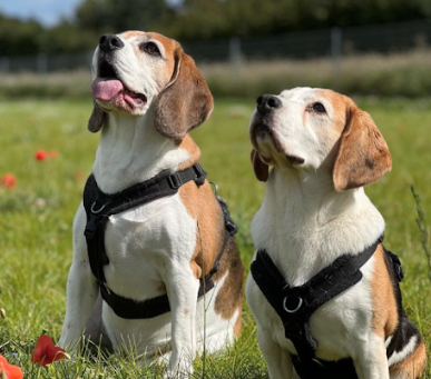 Beagles in a beagle harness