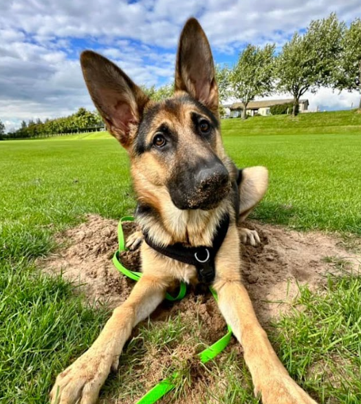 german shepherd harness by perfectfit