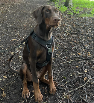 doberman harness by perfectfit