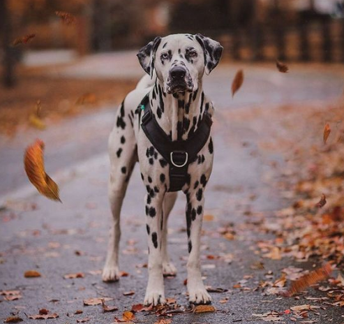 dalmatian harness by perfectfit