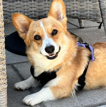 corgi harness by perfectfit