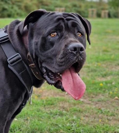 cane corso harness by perfectfit