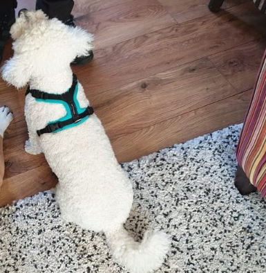 bichon frise harness by perfectfit