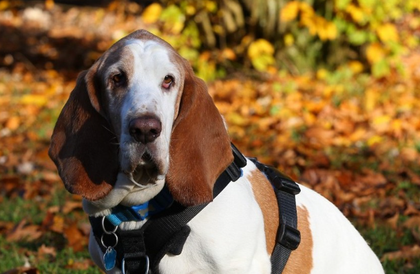 basset hound harness by perfectfit