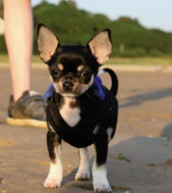 Chihuhua Harness by PerfectFit