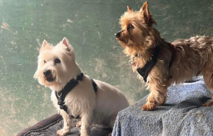 yorkshire terrier harness by perfectfit