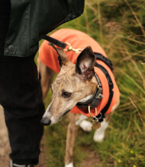 Whippet Harness by PerfectFit