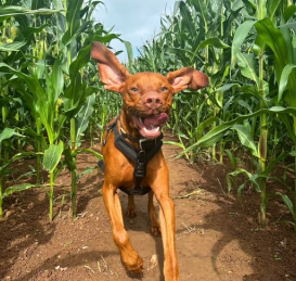 Hungarian Vizsla Harness by PerfectFit