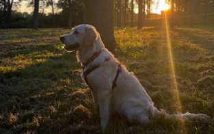 Reactive and anxious dog