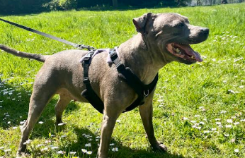 Staffordshire Bull Terrier Harness