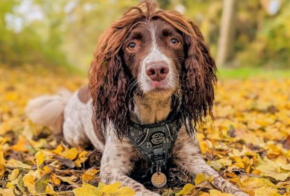 springer spaniel harness