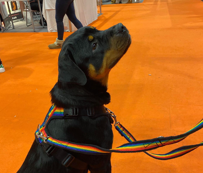 Rottweiler Harness 