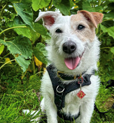 Jack Russell Harness