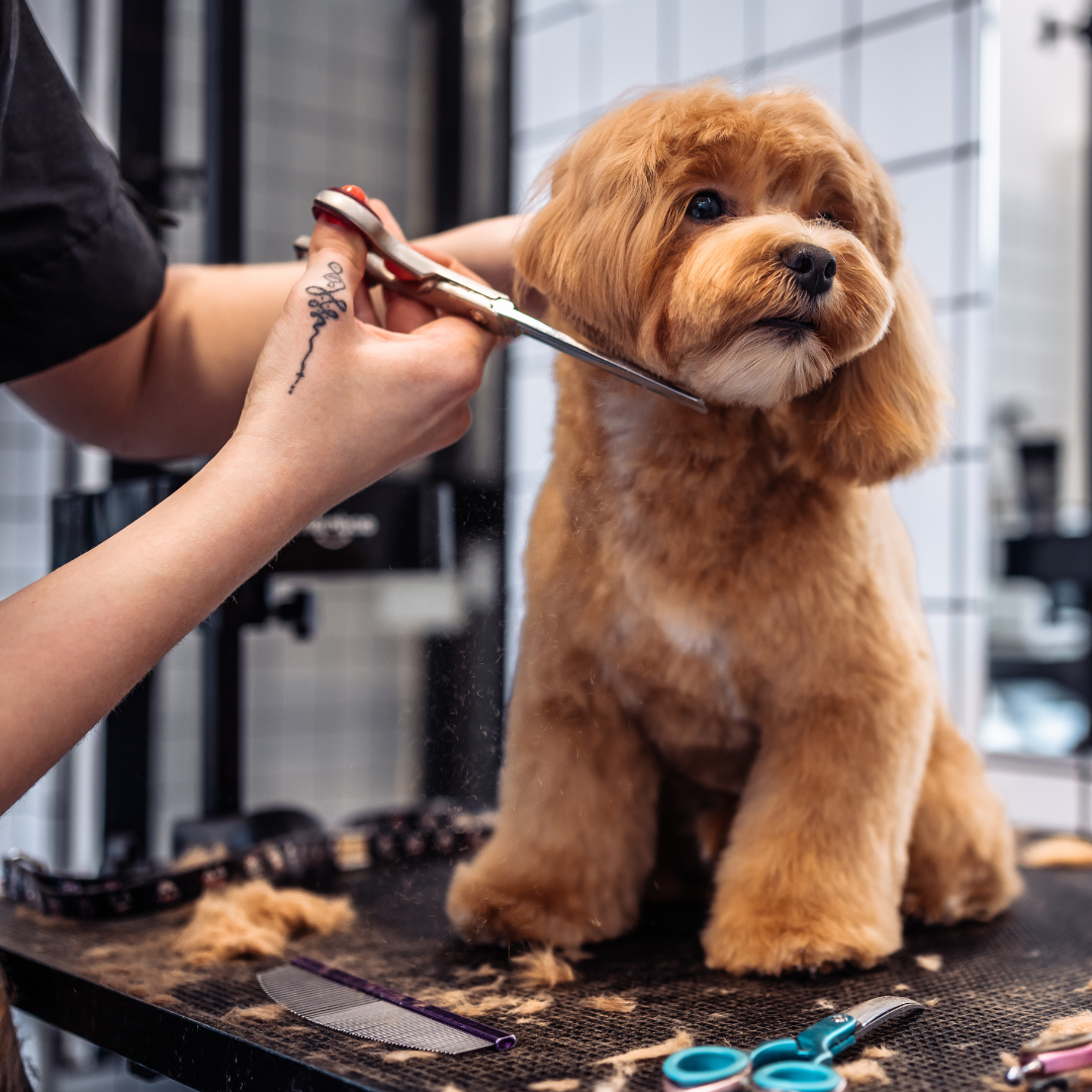 Pet Care Dog Grooming