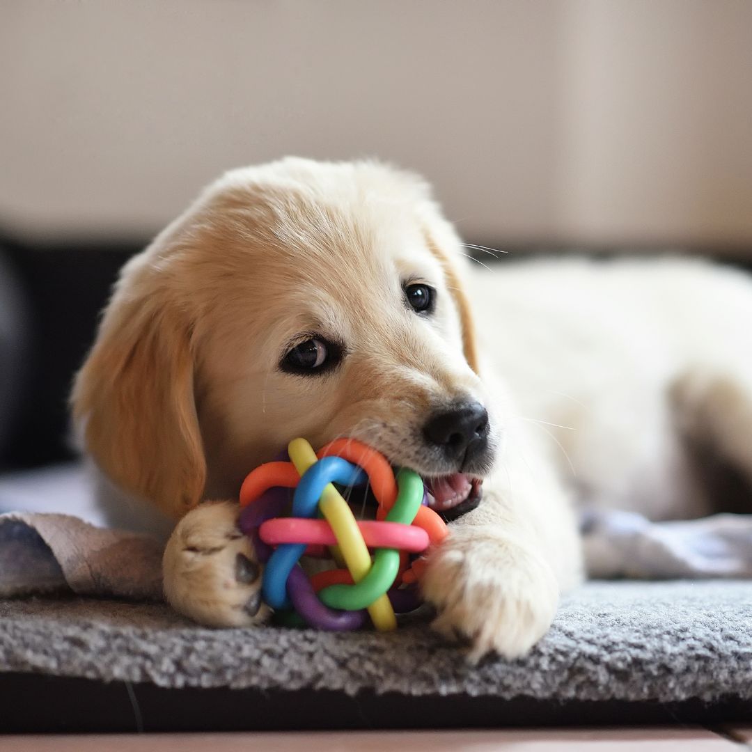 Puppy Teething Toys