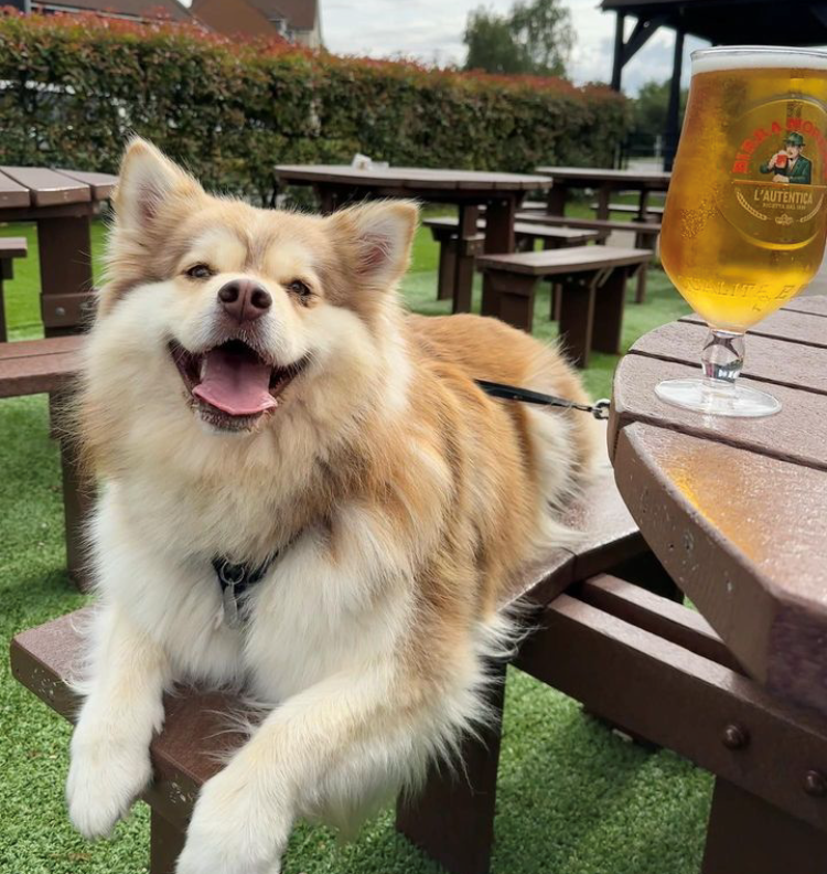 Dog Friendly Pubs