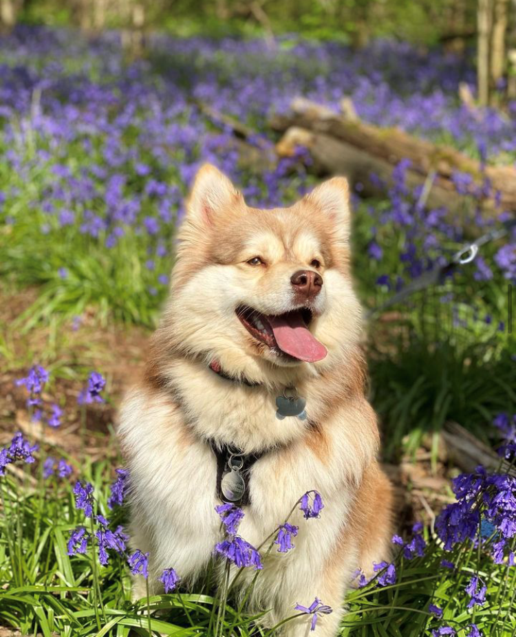 PerfectFit Dog Harness