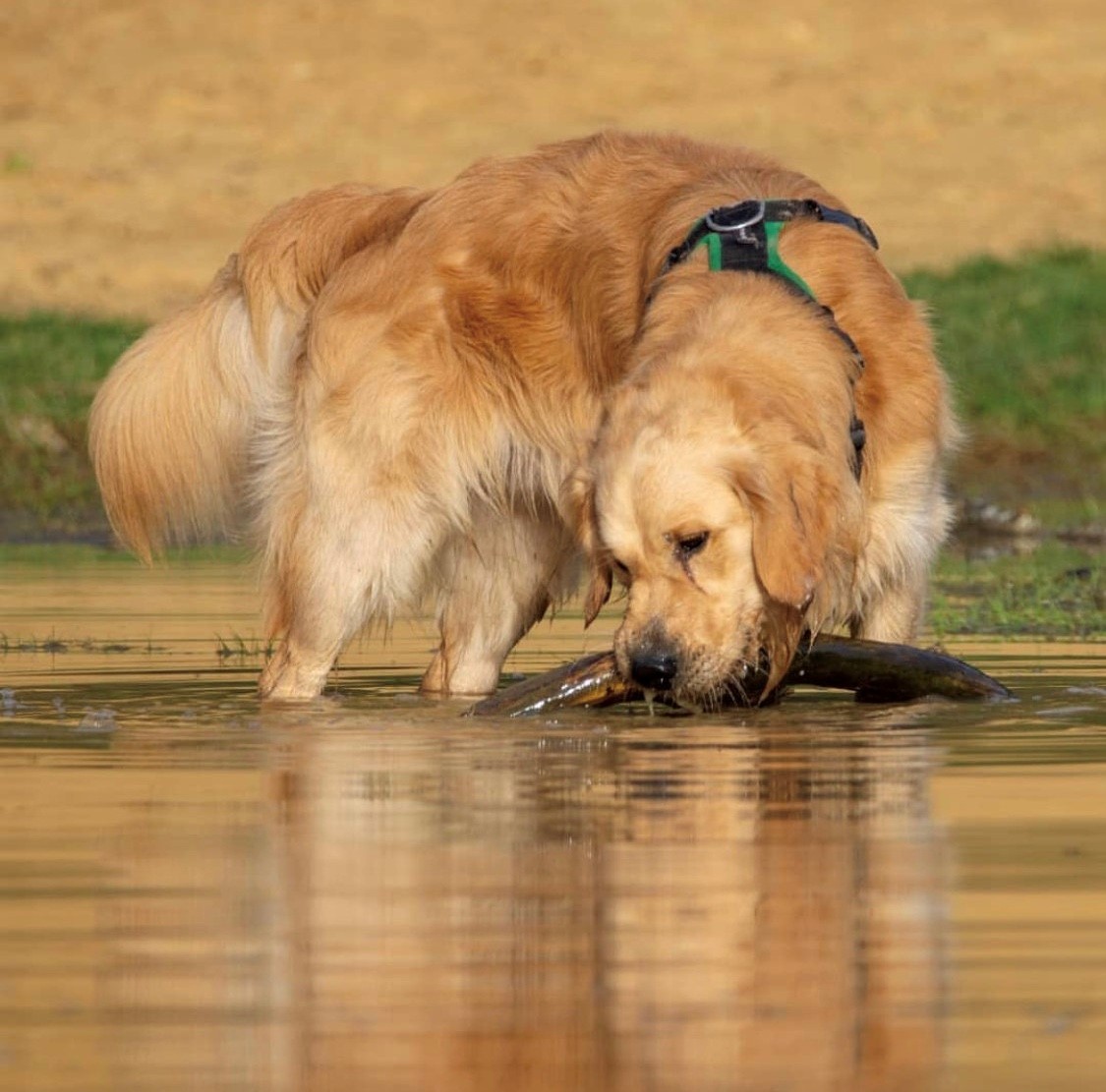 Golden Retriever Harness